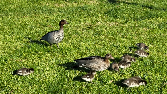 Out for a duck at Bundoora Centre