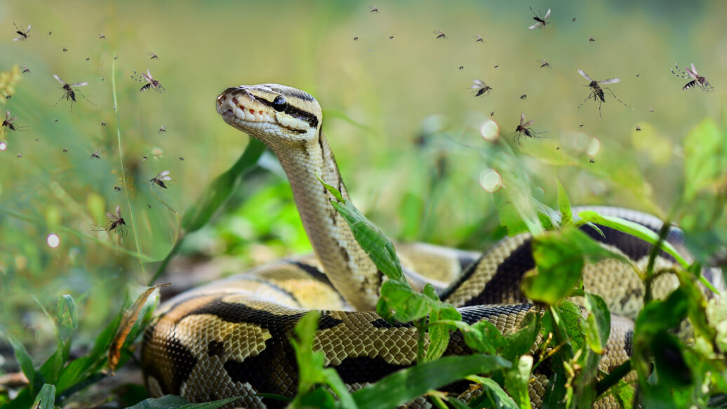 Summer’s bite battle: Snakes vs. Mosquitos