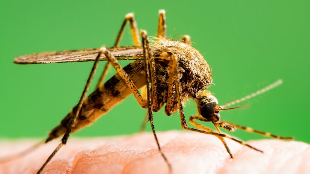Summer, sun, and the buzz of mosquitoes